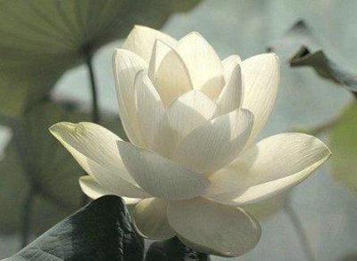 ​有佛缘有禅意的网名